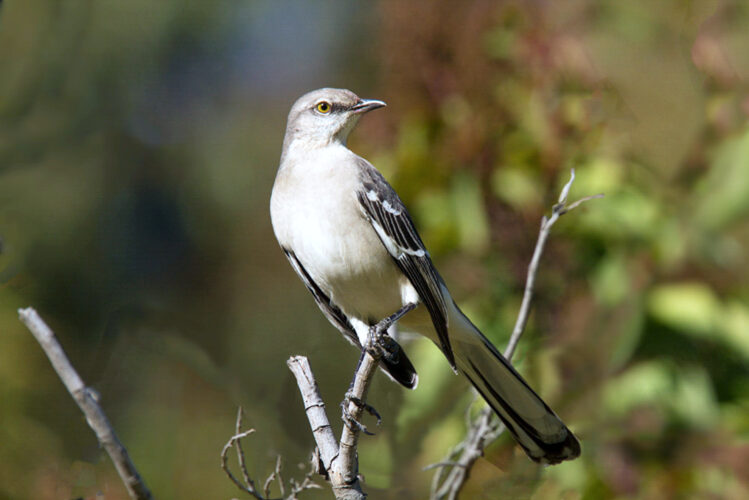 Bird calls and songs